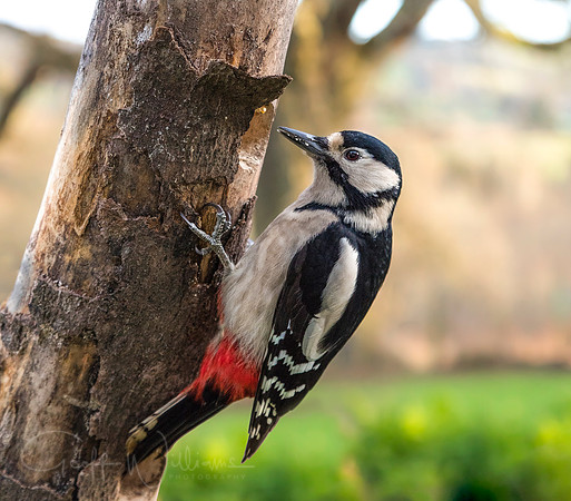 Great Spotted Woodpecker