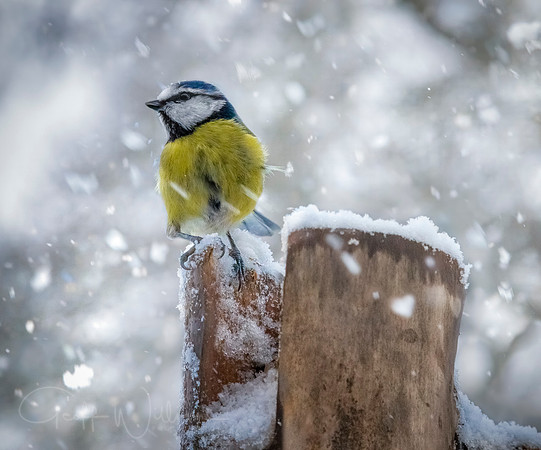 Blue Tit in a Blizzard