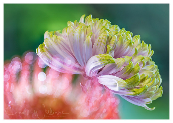 Chrysanthemum Bokeh
