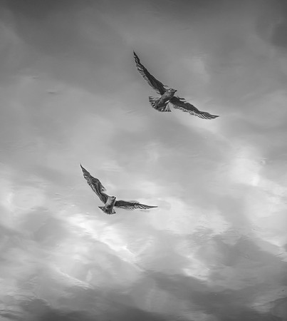 Flying Gulls Reflected in the River Ray at Dundee, Scotland