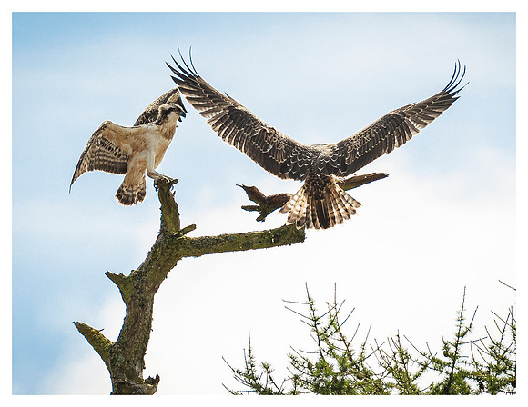 Ospreys near Findo Gask, Perthshire, Scotland
