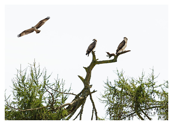Ospreys 2 - near Findo Gask, Perthshire, Scotland