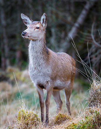 Red Deer Doe, Glen Etive, near Glencoe, Scotland