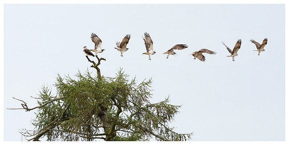 Osprey in Flight - near Findo Gask, Perthshire, Scotland