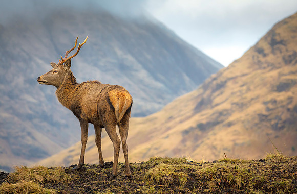 Red Deer Stag, Glen Etive, near Glencoe, Scotland