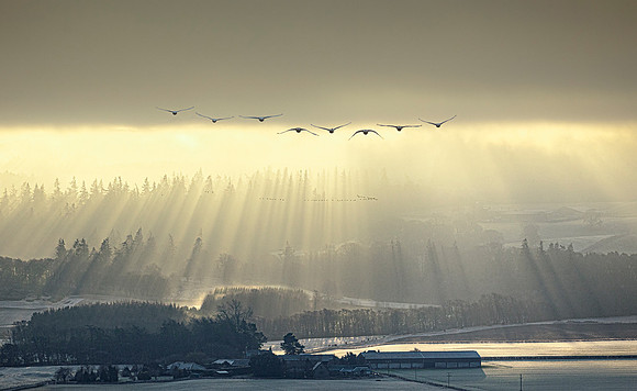 Sunrise Swans & Mist, near Dunning, Perthshire, Scotland