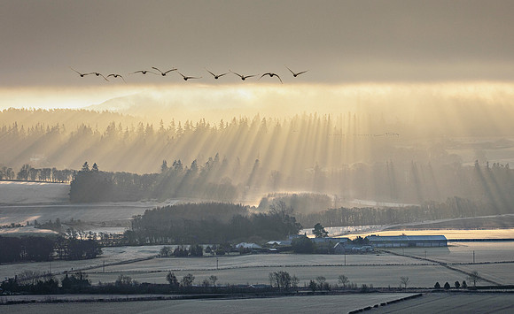 Sunrise Swans & Mist 2 - near Dunning, Perthshire, Scotland