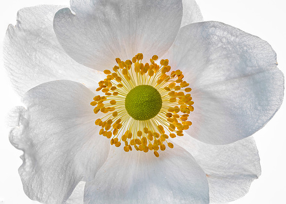 Closer shot of the Japanese Anemone, taken on the lightbox in my studio