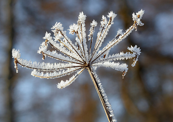 The Ice Umbrella
