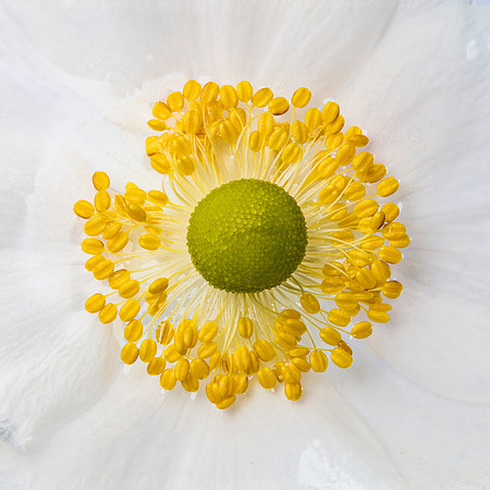 A macro shot of the Japanese Anemone, taken on the lightbox in my studio