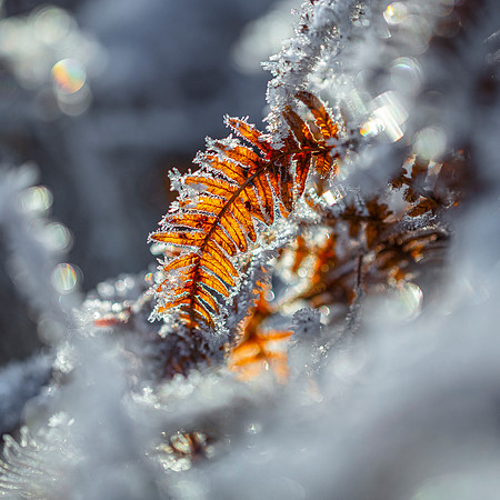 Winter Ferns