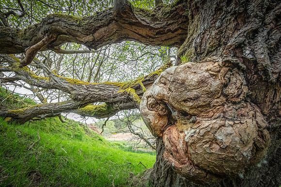 'Fanghorn' - near Auchterarder, Perthshire, Scotland