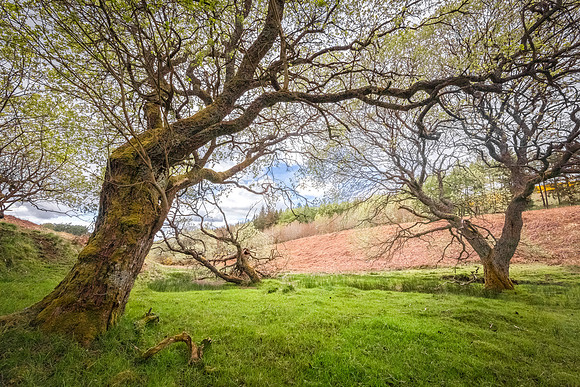 'The March of the Ents' - 'Fanghorn' - near Auchterarder, Perthshire, Scotland