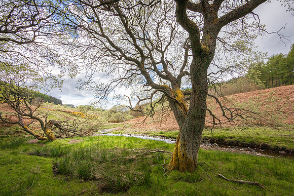 'Huorns' -  near Auchterarder, Perthshire, Scotland