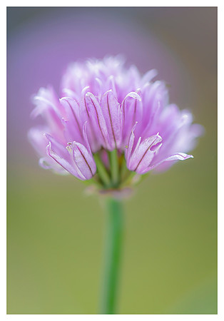 Chives