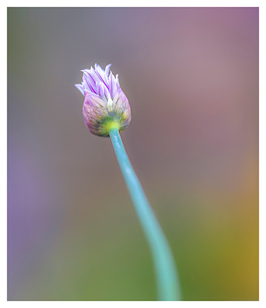 Chives Budding