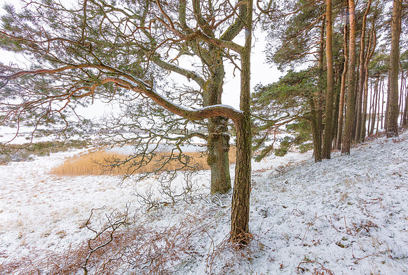Winter Pines - Gleneagles, Perthshire, Scotland