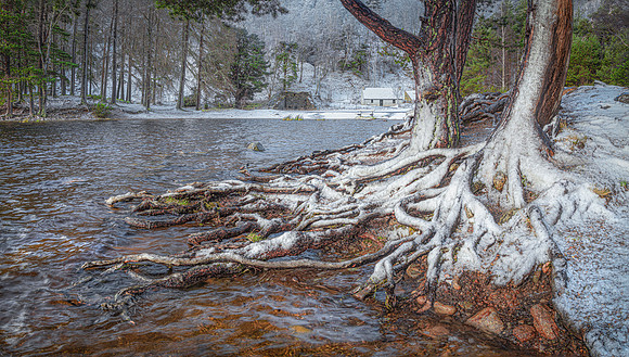'Snow Snakes' - Loch an Eilean, Aviemore, Scotland