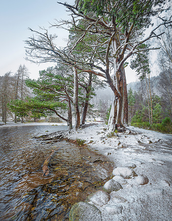Scots Pines Winter - Scots Pines - Loch an Eilean, Aviemore, Scotland