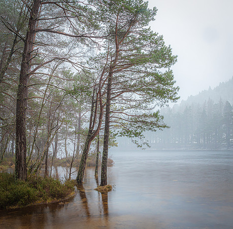 Whispering Pines - Loch an Eilean, Aviemore, Scotland