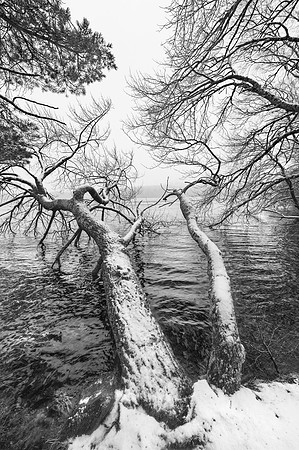 Loch an Eilean Winter Trees, near Aviemore, Scotland