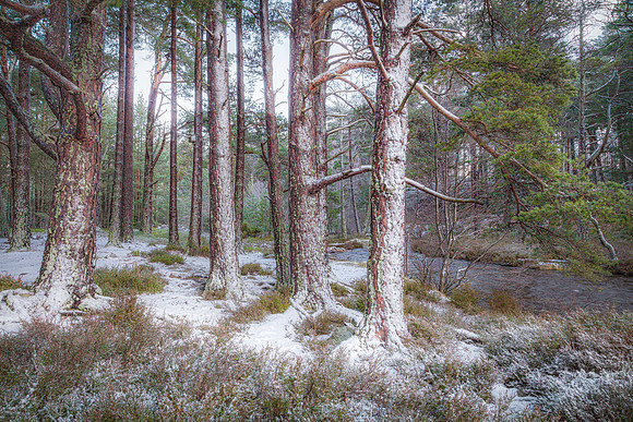 Scots Pines - Loch an Eilean, Aviemore, Scotland