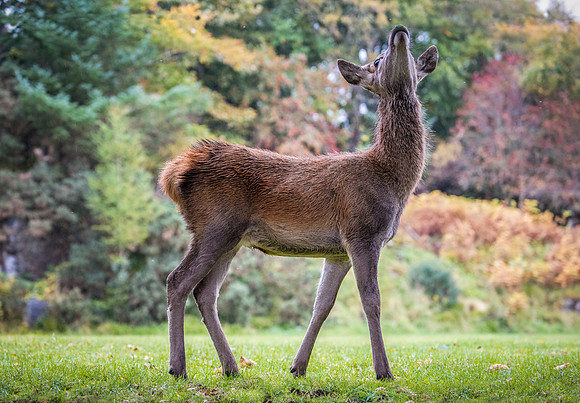 Red Deer sensing the scent at Lochinver, northwest Scotland