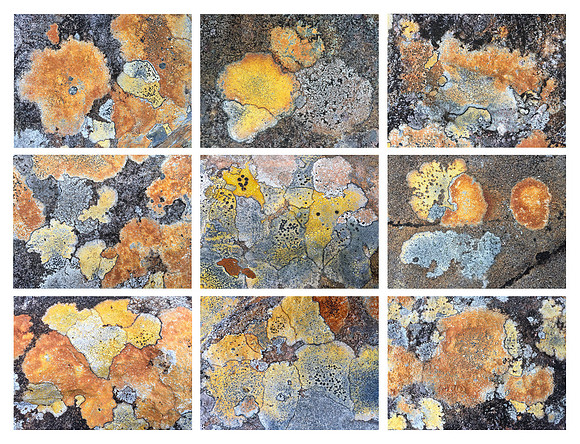 Lichen Mosaic - Loch Maree, Northwest Scotland