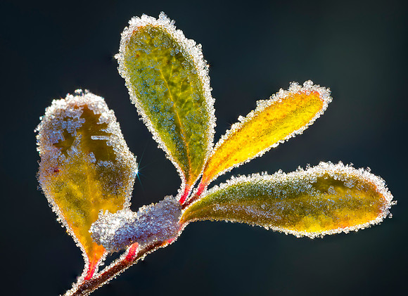 Frosted Leaves 2