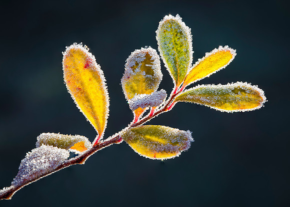 Frosted Leaves 1