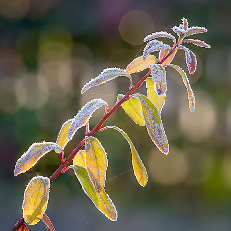 Frosted Leaves 4
