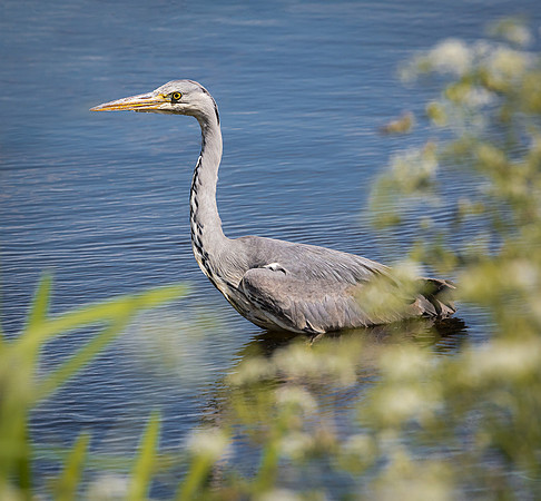 Grey Heron at Linlithgow