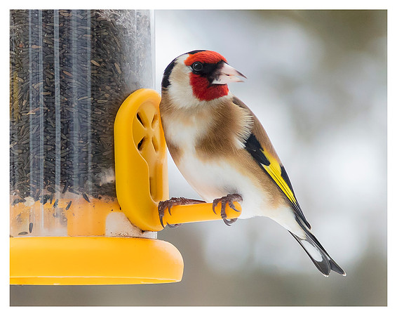 Goldfinch