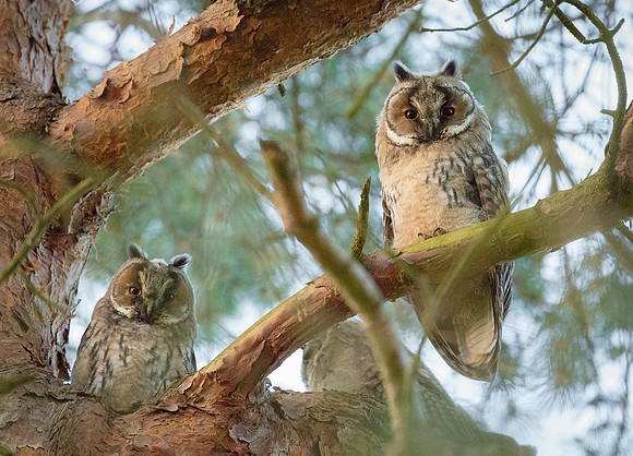 Young Long-Eared Owls at Gleneagles, Perthshire, Scotland