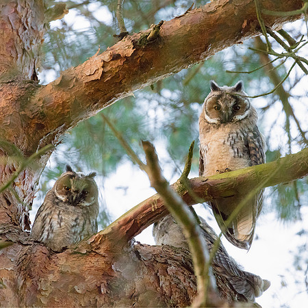 Young Long-Eared Owls at Gleneagles, Perthshire, Scotland