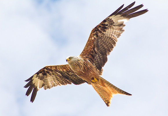 Red Kite 2 -  Dumfries & Galloway, Scotland