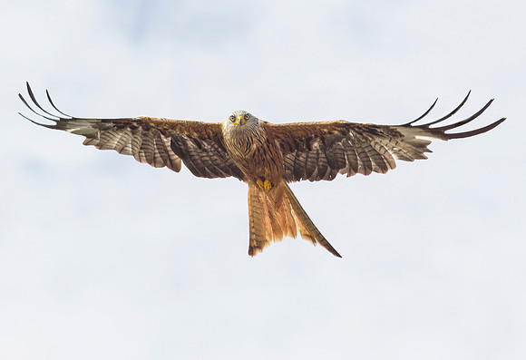 Red Kite 3 -  Dumfries & Galloway, Scotland