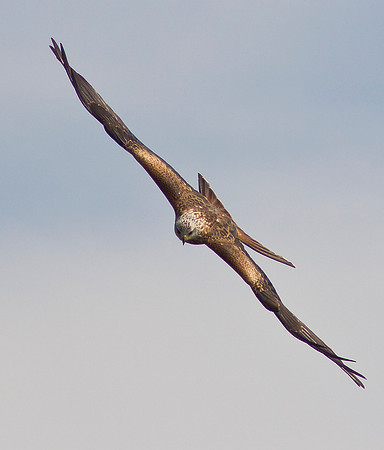 Red Kite 4 -  Dumfries & Galloway, Scotland