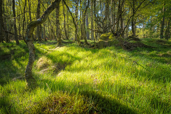 Woodland Light - Findo Gask, Perthshire, Scotland