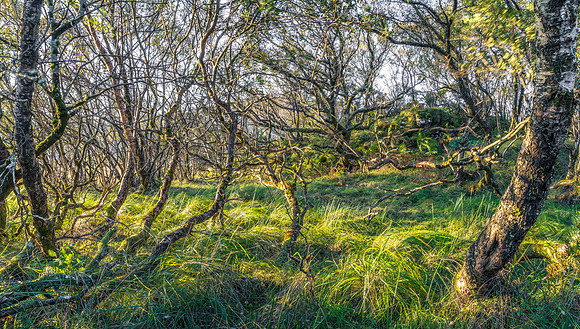 Assynt Woodland Brush