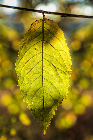 Morning Leaf