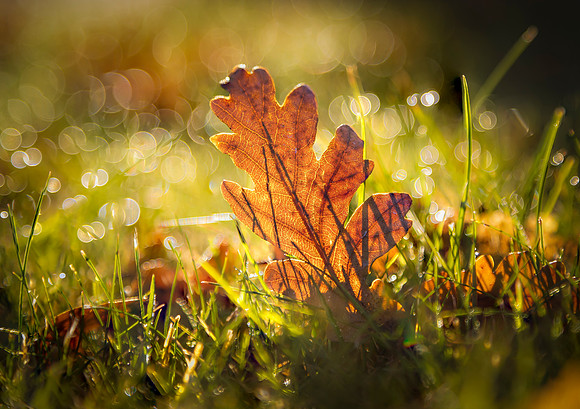 Oak Leaf Fall
