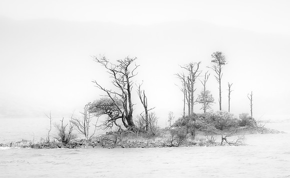 Trees in Mist, Loch Assynt, Scotland
