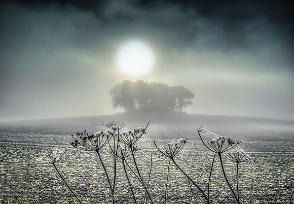 Mist & Webs - Blairgowrie, Perthshire, Scotland