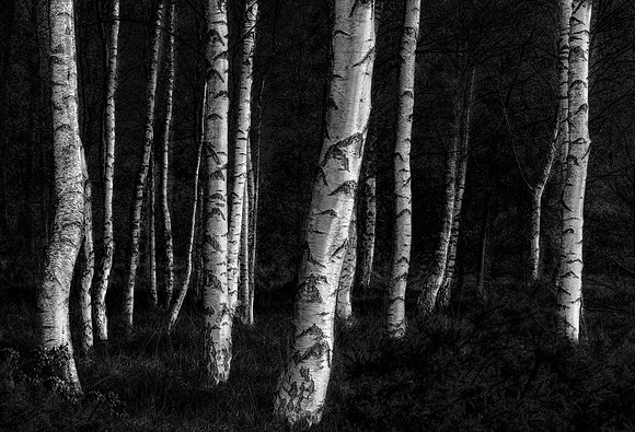Silver Birch - Tibbermore, Perthshire, Scotland